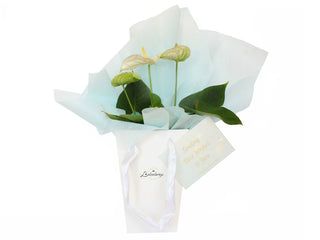 Gift Box Image Exotic flowering plant  gift presented in a glossy white bag and delicate blue tissue. Delivered within NZ Gift Box Image North Island by Batenburgs Gift Hampers. Batenburgs Gift Baskets Auckland 