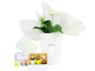 Anthurium indoor plant. Presented in a white bouquet gift bag with card message and Gift Box Image House of Chocolate's six pack of bonbons