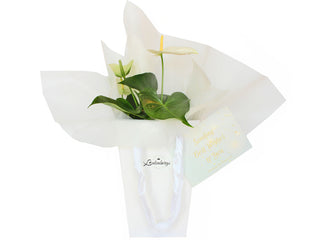 Gift Box Image Beautiful flowering Anthurium indoor plant gift delivered within NZ North Island by Batenburgs Gift Hampers. Batenburgs Gift Baskets Auckland 