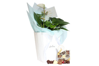 Gift Box Image Exotic flowering plant with luxury chocolate selection, packed in deluxe white gift bag from Batenburg's Gift Hampers Batenburgs Gift Baskets Auckland 